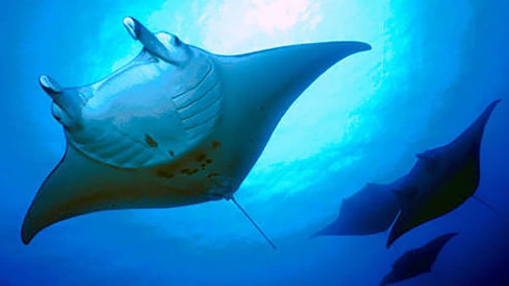 manta rays swimming in Hawaii