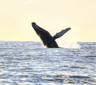 2,5 timers Whale Express/Molokini Snorkel (sesongbasert)
