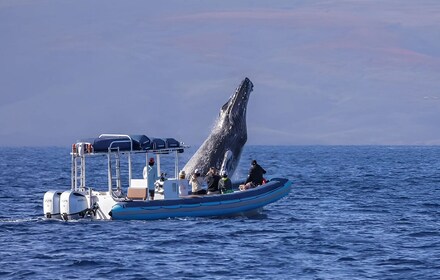 Whale Express/Molokini Snorkel 2.5 ชั่วโมงจากคิเฮอิ (ตามฤดูกาล)