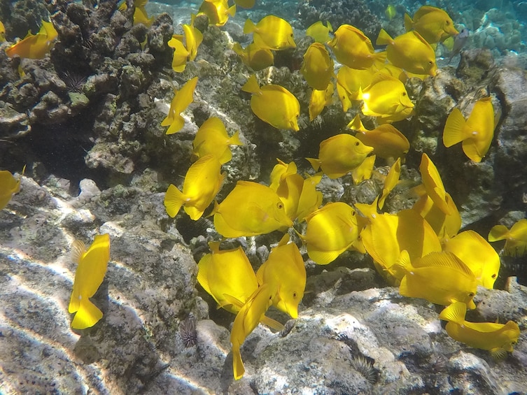 Kealakekua Bay & Captain Cook Monument Snorkel & Sail