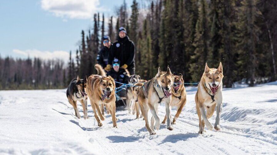 Dog Sledding Adventure in Willow, Alaska