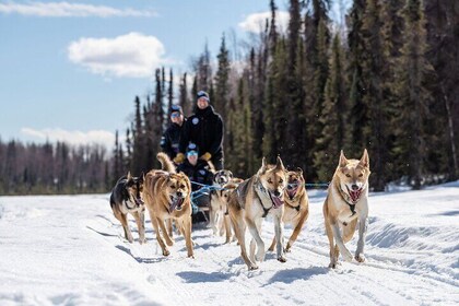 アラスカ州ウィローでの犬ぞりアドベンチャー