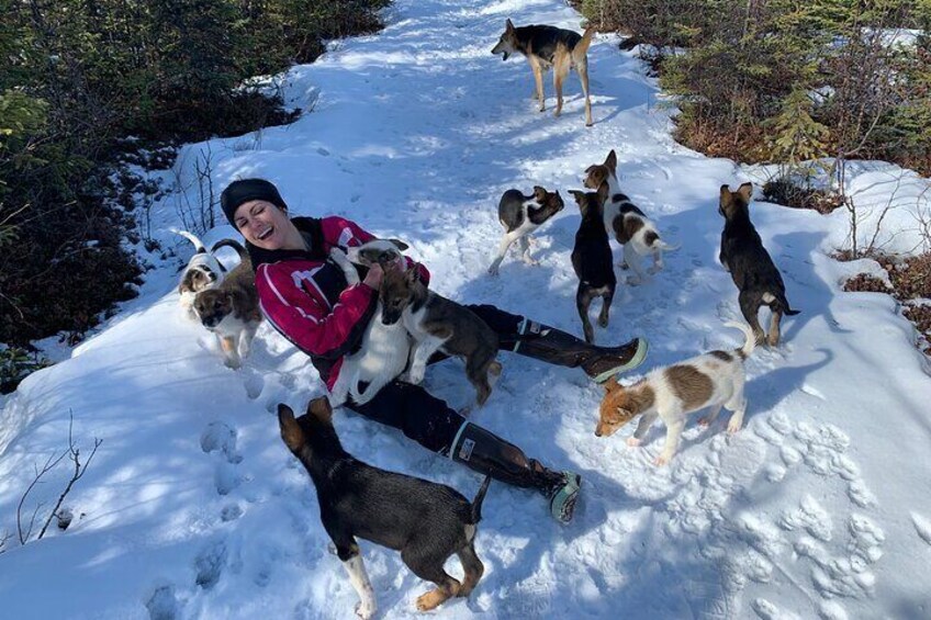 Private Dog Sledding Adventure in Alaska