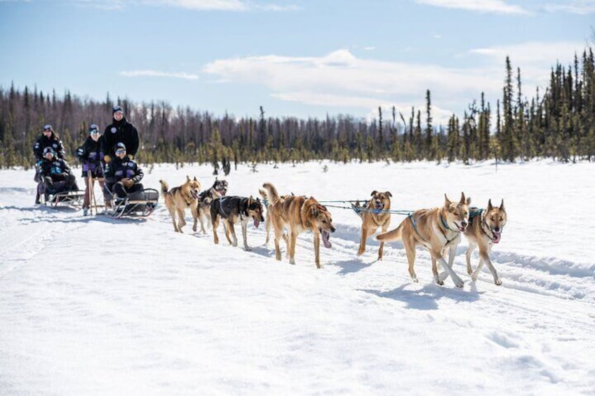 Dog Sledding Adventure in Willow, Alaska