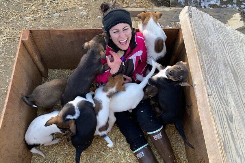 Private Dog Sledding Adventure in Alaska