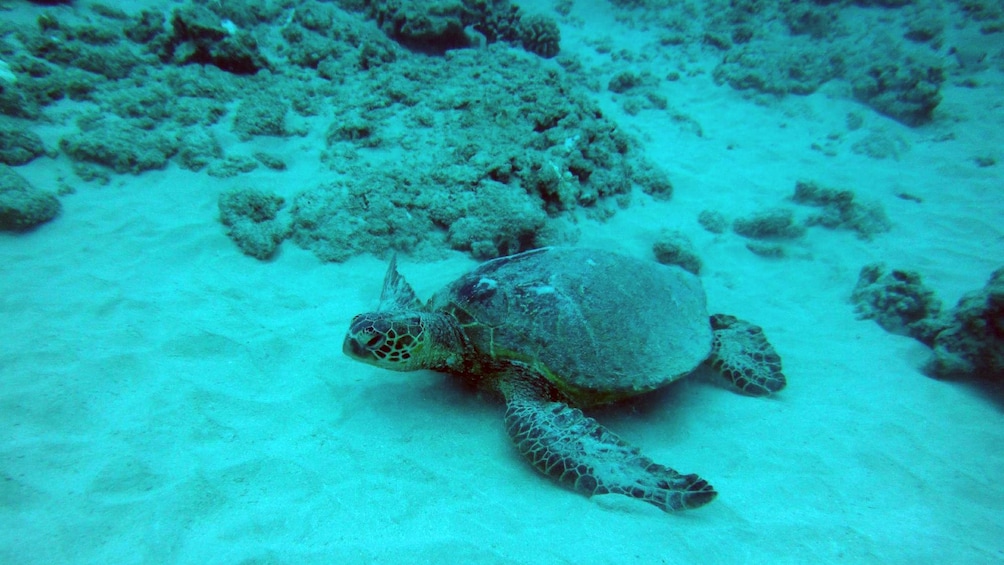 Turtle near reef in Oahu