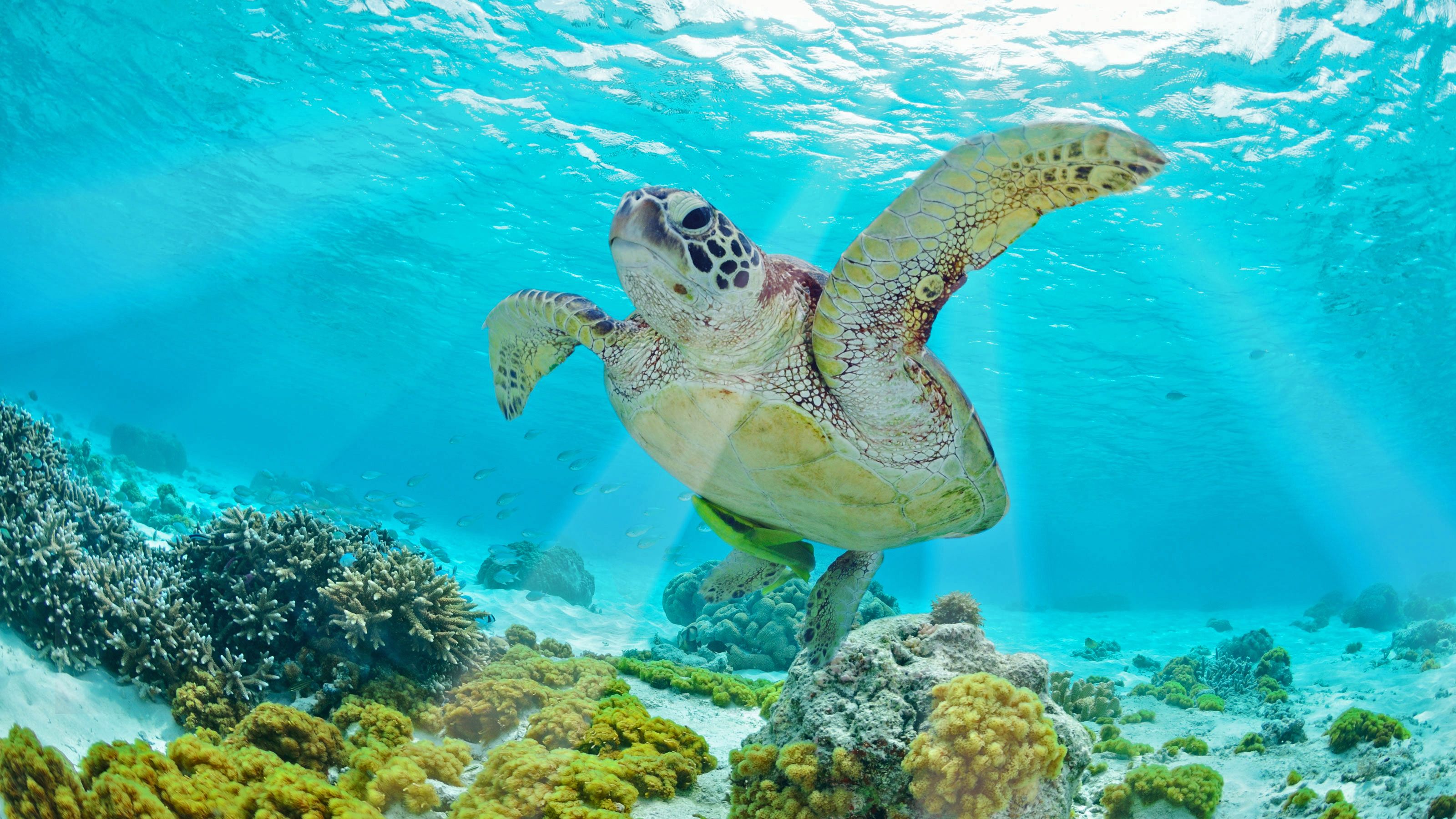 Jet Snorkel-Snorkeling with Turtles