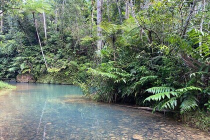Rain Forest and Hot Springs Full-Day Private Tour San Juan