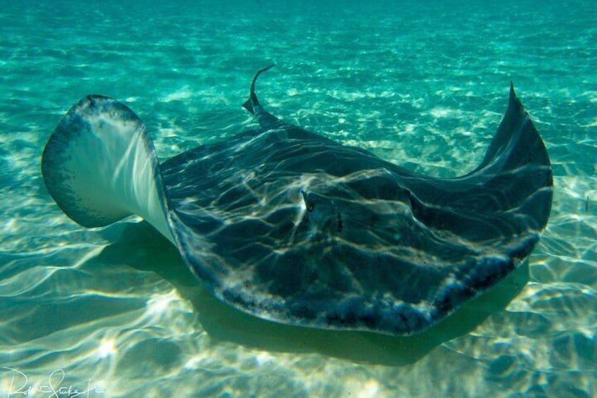 Starfish Point, Stingray City-Sandbar & Barrier Reef