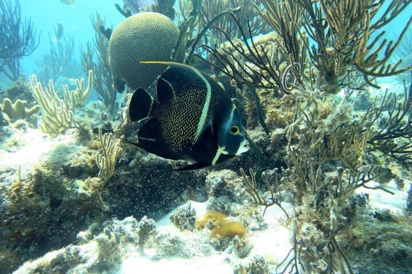 Stingray City, Snorkeling at Barrier Reef, Starfish Beach