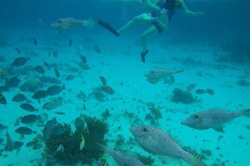 Starfish Point, Stingray City-Sandbar & Barrier Reef