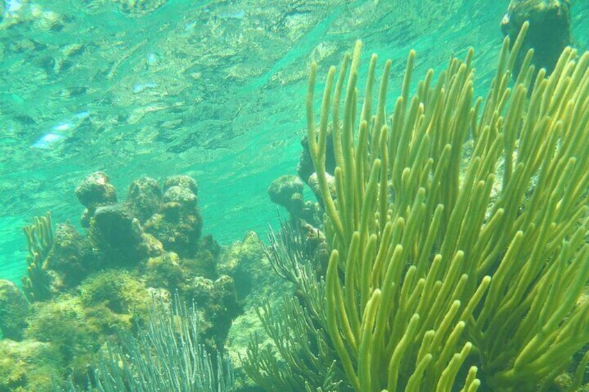 Starfish Point, Stingray City-Sandbar & Barrier Reef