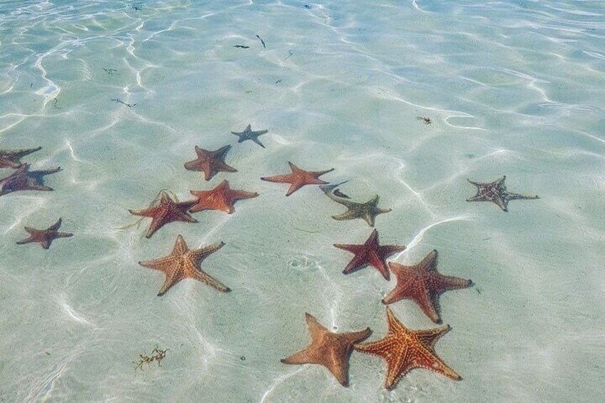 Starfish Point 