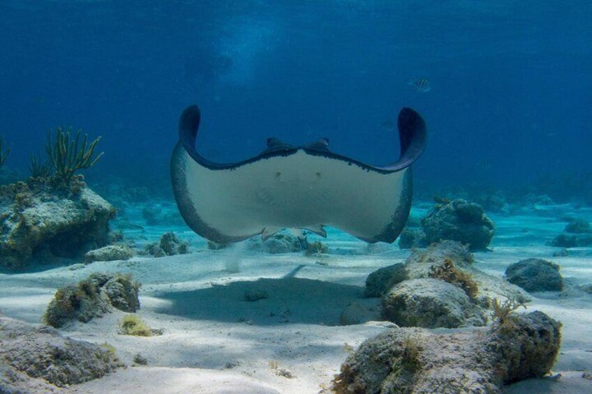 Stingray City, Snorkeling at Barrier Reef, Starfish Beach