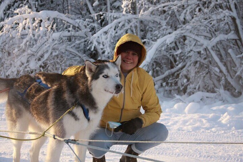 Husky Dog Sledding & Mushing with Pick up and Photo Service in Fairbanks, Alaska