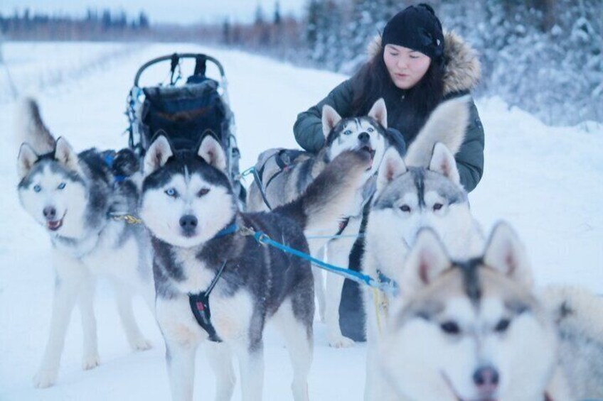 Husky Dog Sledding & Mushing with Pick up and Photo Service in Fairbanks, Alaska