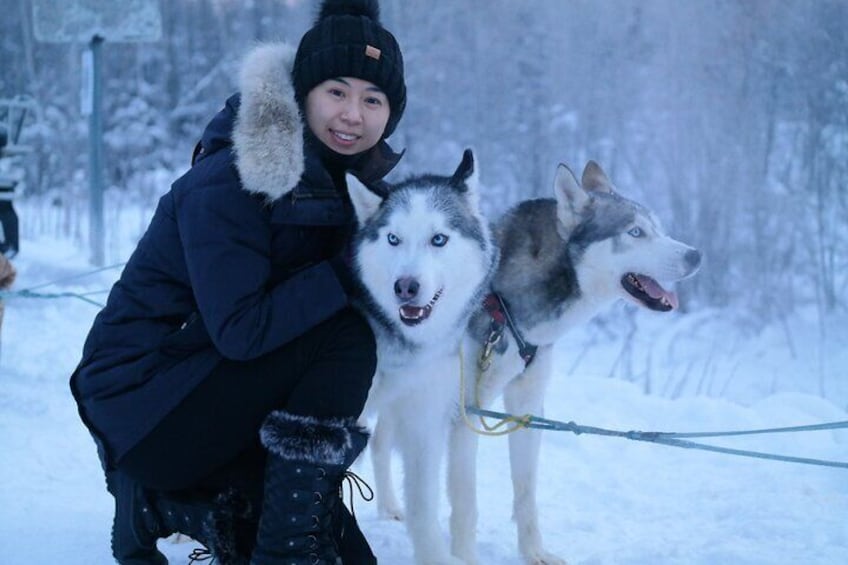 Husky Dog Sledding & Mushing with Pick up and Photo Service in Fairbanks, Alaska