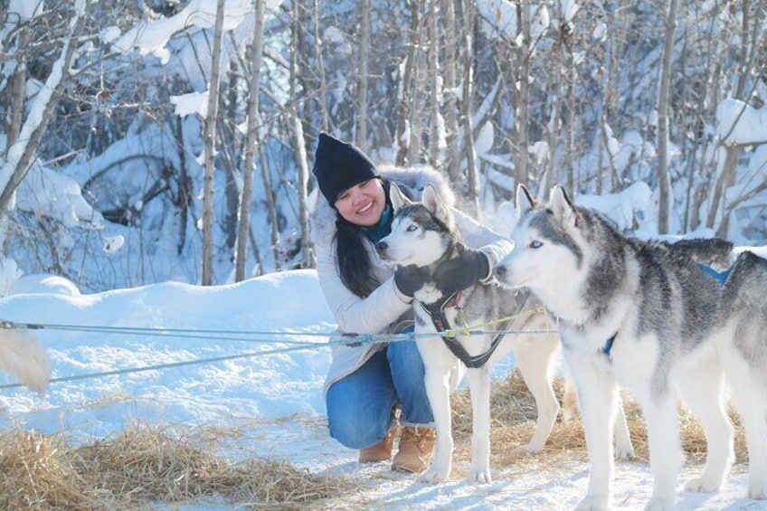 Husky Dog Sledding & Mushing with Pick up and Photo Service in Fairbanks, Alaska