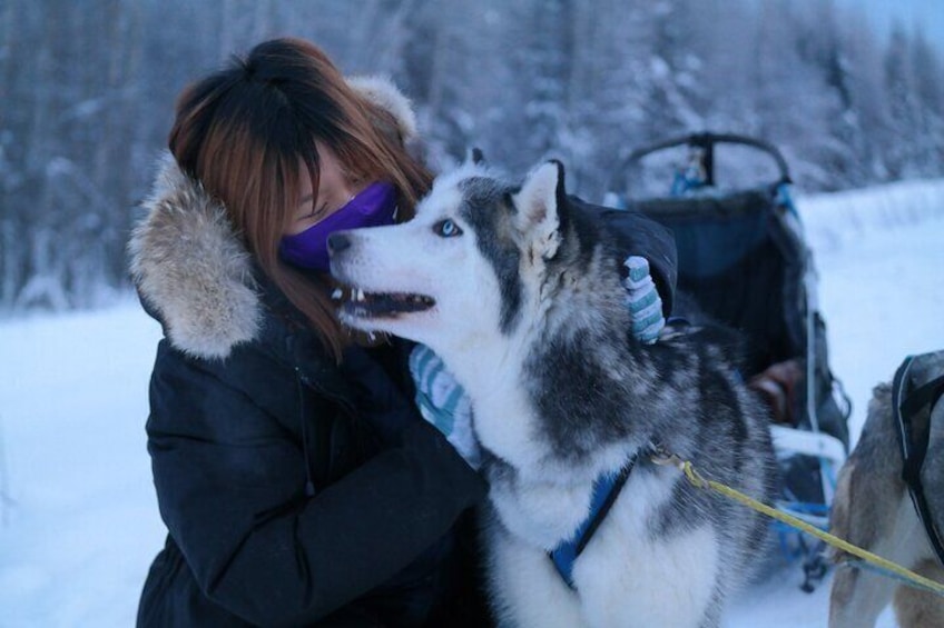 Husky Dog Sledding & Mushing with Pick up and Photo Service in Fairbanks, Alaska