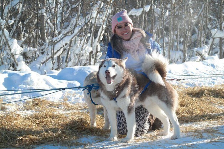 Husky Dog Sledding & Mushing with Pick up and Photo Service in Fairbanks, Alaska