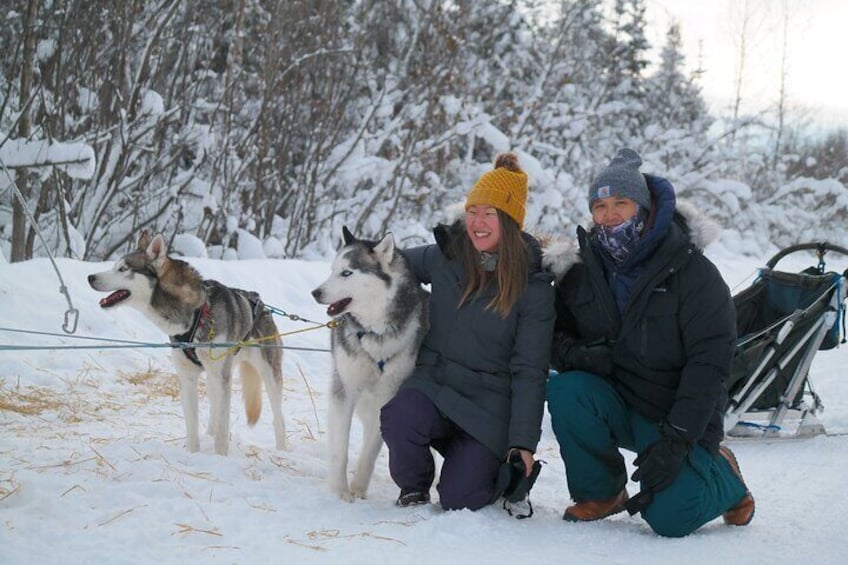 Husky Dog Sledding & Mushing with Pick up and Photo Service in Fairbanks, Alaska