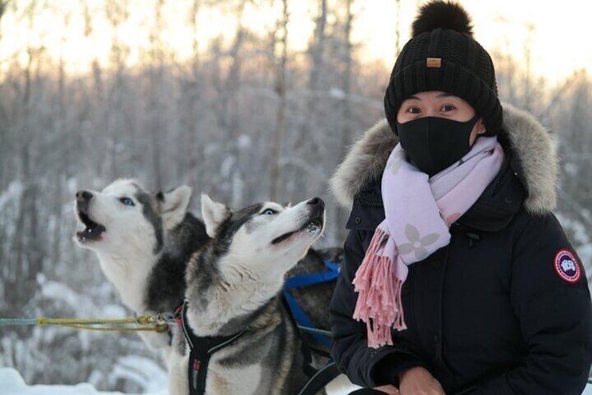 Husky Dog Sledding & Mushing with Pick up and Photo Service in Fairbanks, Alaska