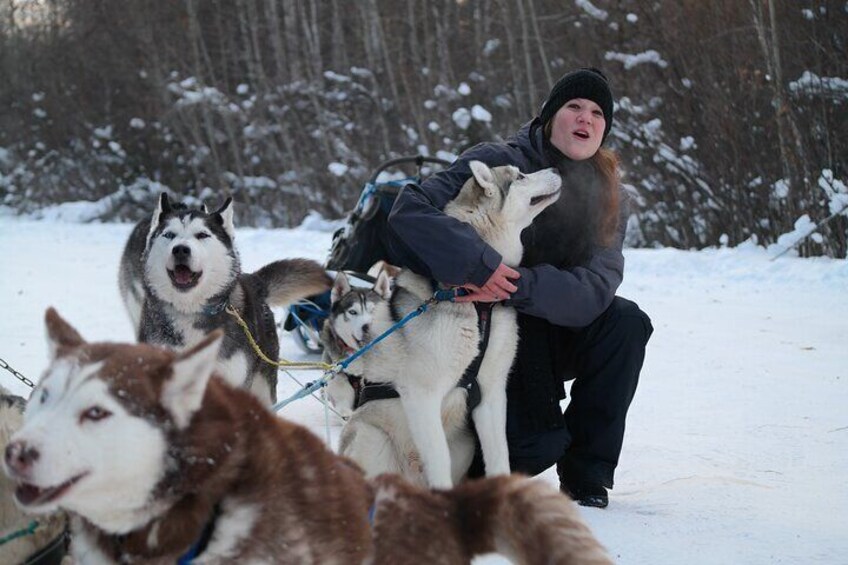 Husky Dog Sledding & Mushing with Pick up and Photo Service in Fairbanks, Alaska