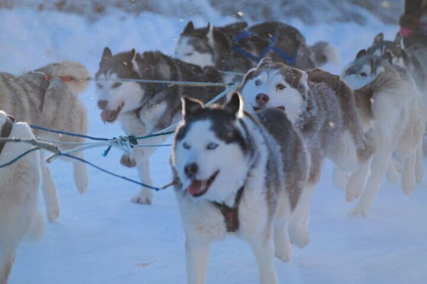 Husky Dog Sledding & Mushing with Pick up and Photo Service in Fairbanks, Alaska