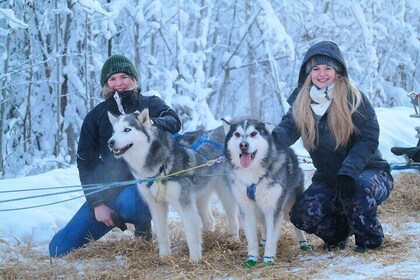 Husky Dog Sledding & Mushing with Pick up and Photo Service in Fairbanks, A...