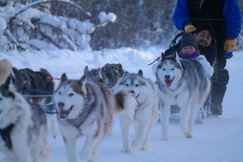 Husky Dog Sledding & Mushing with Pick up and Photo Service in Fairbanks, Alaska