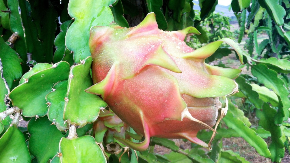 dragon fruit growing at the farm in Maui