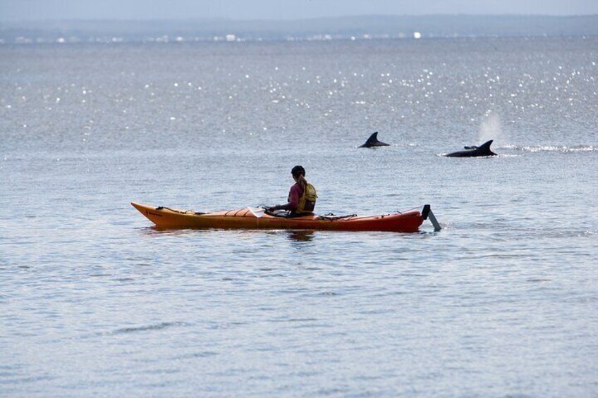 Dolphins while paddling