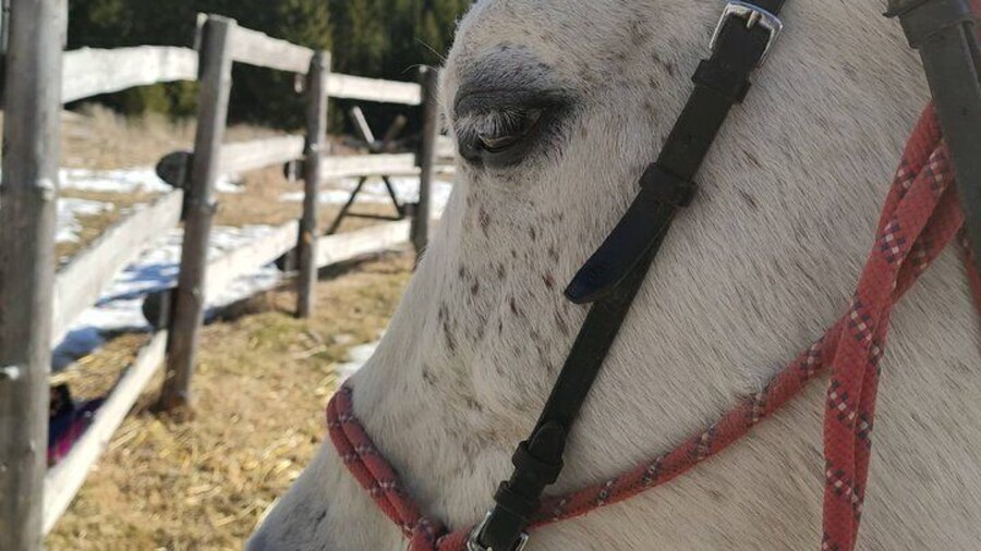 Horse Riding in the Valley of Roses in Thracian Spirit