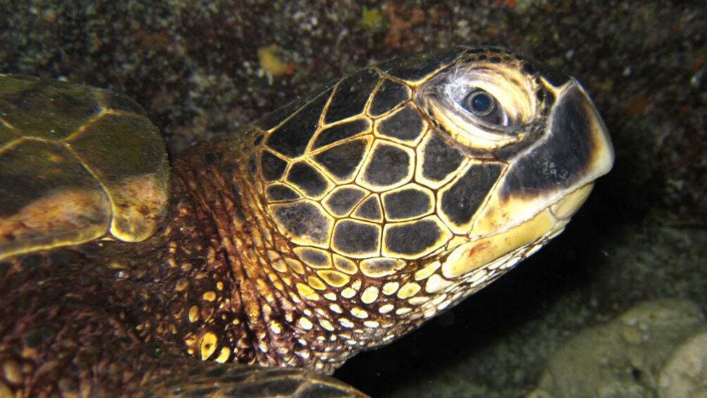 Close up sea turtle's head in Hawaii
