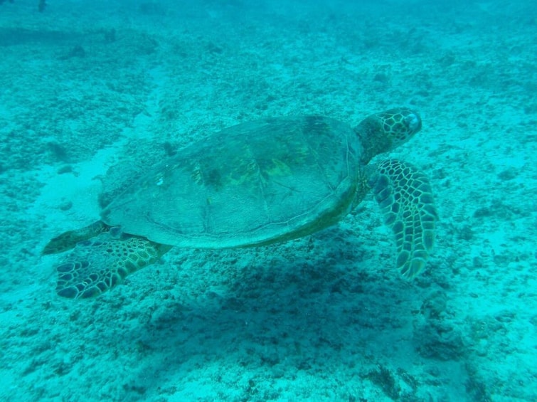 Glass-Bottom Boat Tour in Waikoloa