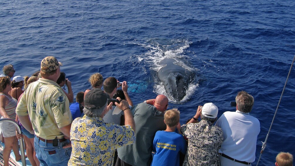 people watching whale near boat in Hawaii