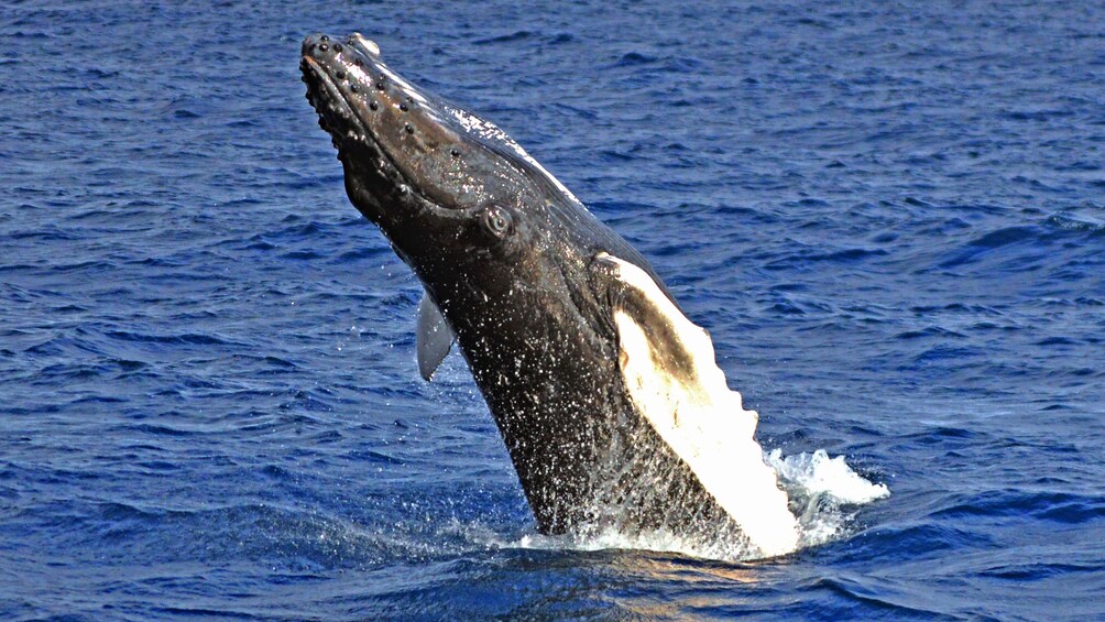 whale jumping from water in hawaii