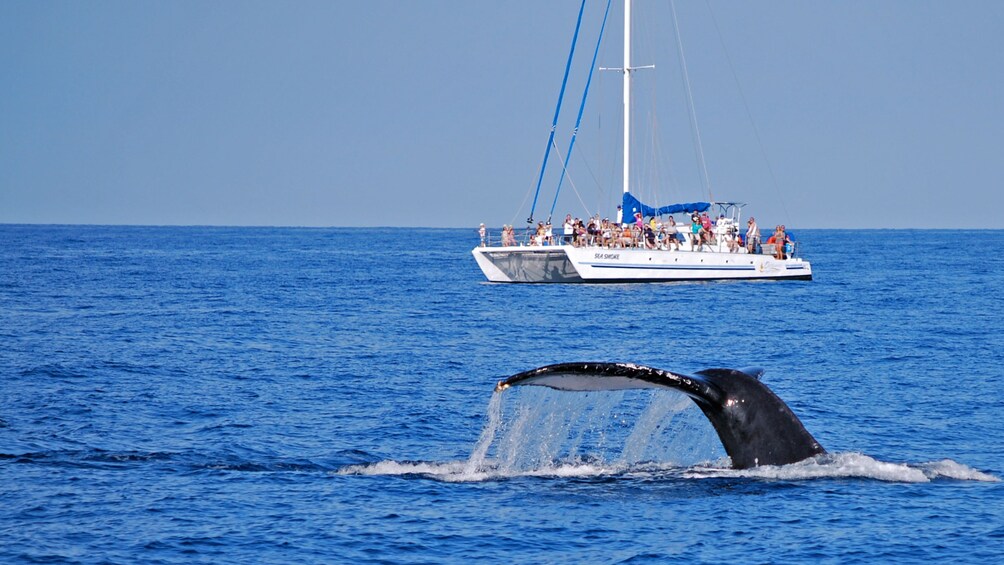 whale tail and sail boat in hawaii