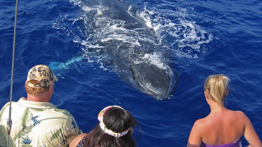 people watching whale near boat in Hawaii