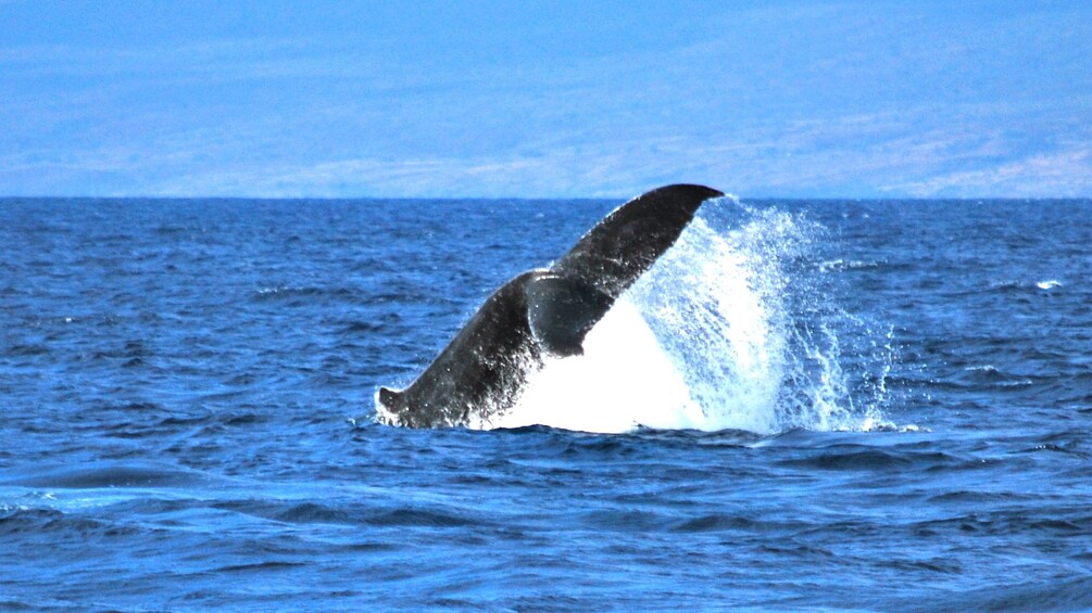 Whale tail splashing in Hawaii