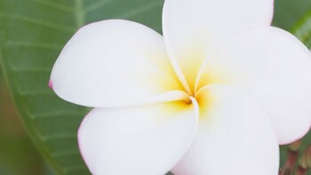 Guided Allerton Garden Tour