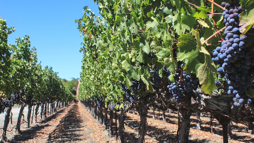 Landscape view of wine vineyard.