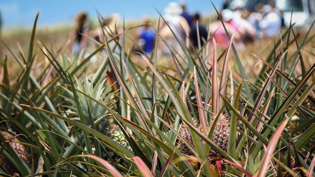 Maui Pineapple Farm Tour