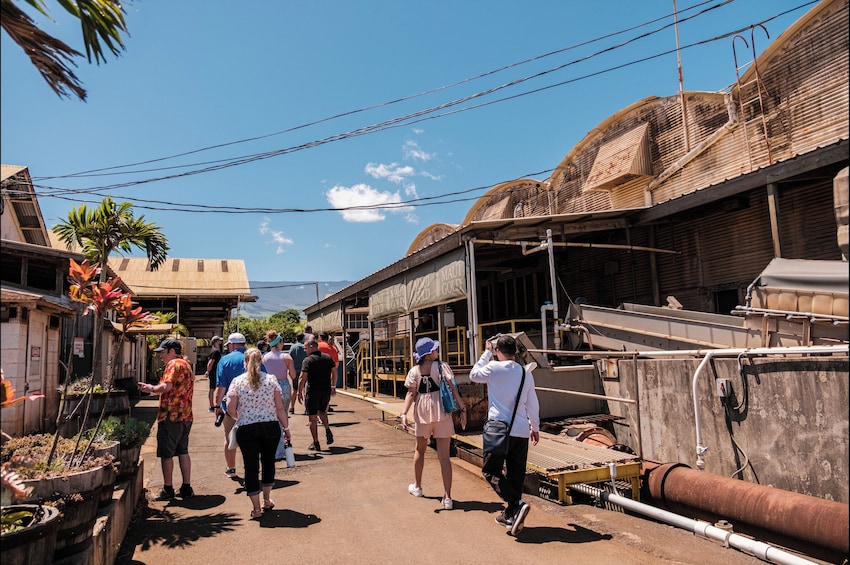 Maui Pineapple Farm Tour