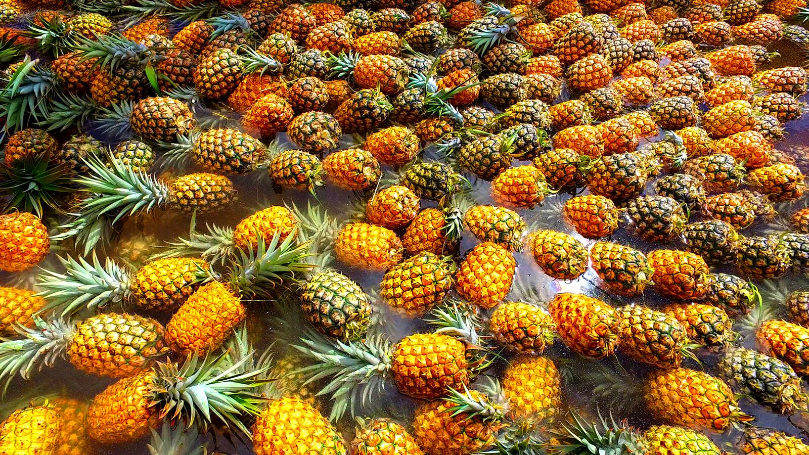 Guided Pineapple Plantation Tour