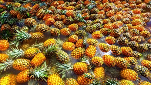 Visite guidée de la ferme d'ananas