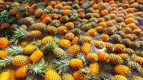 Guidad rundtur på ananasodling