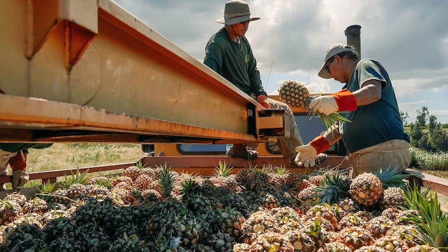 Maui Pineapple Farm Tour