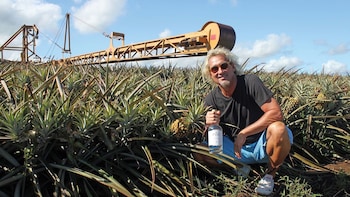 Guided Pineapple Plantation & Distillery Tour