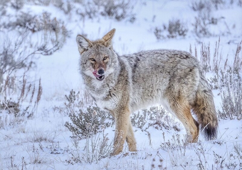 Show item 5 of 10. WINTER Grand Teton & Yellowstone 4-Day Tour